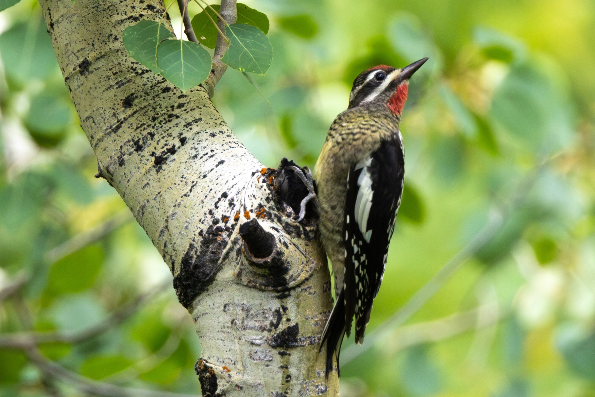 Red Naped Sap Sucker