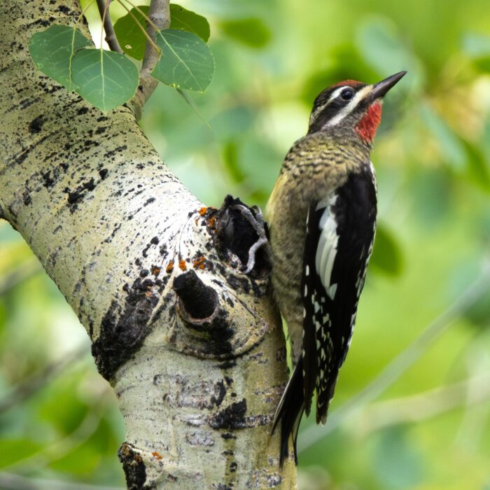 Red Naped Sap Sucker
