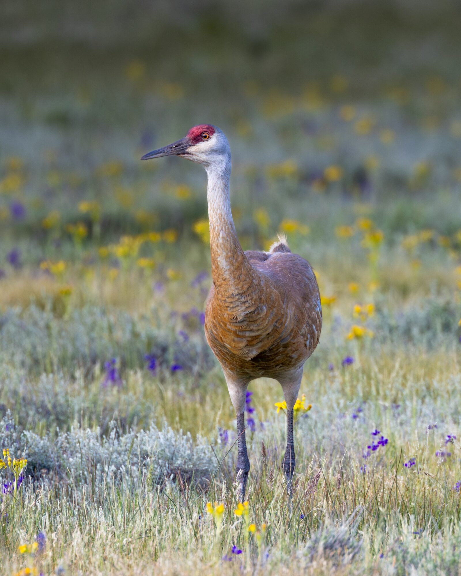 Sandhill Crane 1