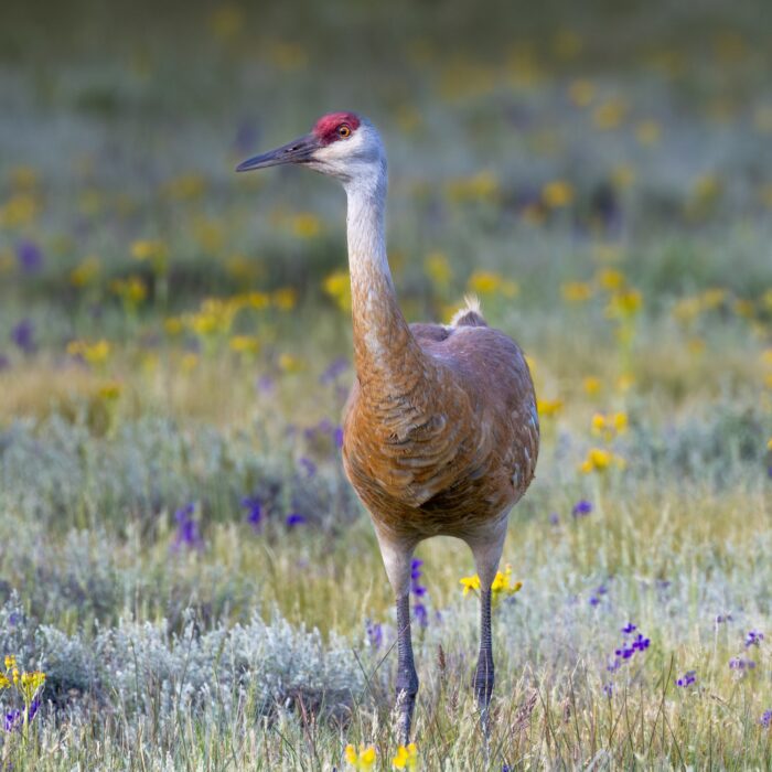 Sandhill Crane 1