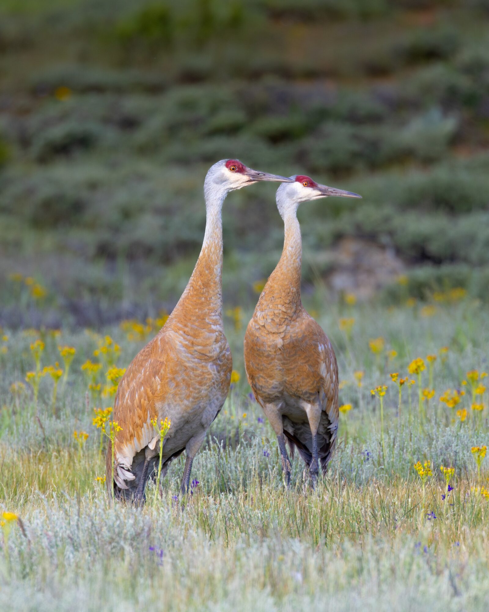 Sandhill Crane 2
