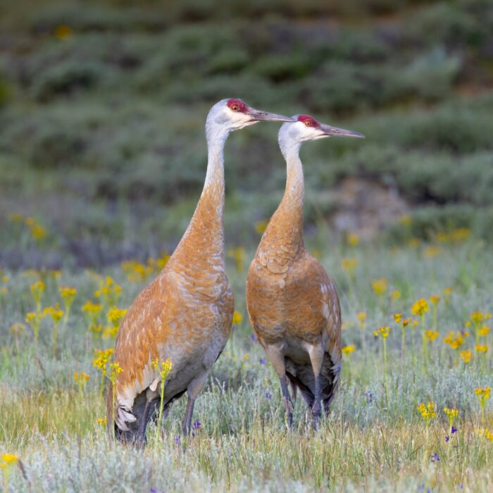 Sandhill Crane 2