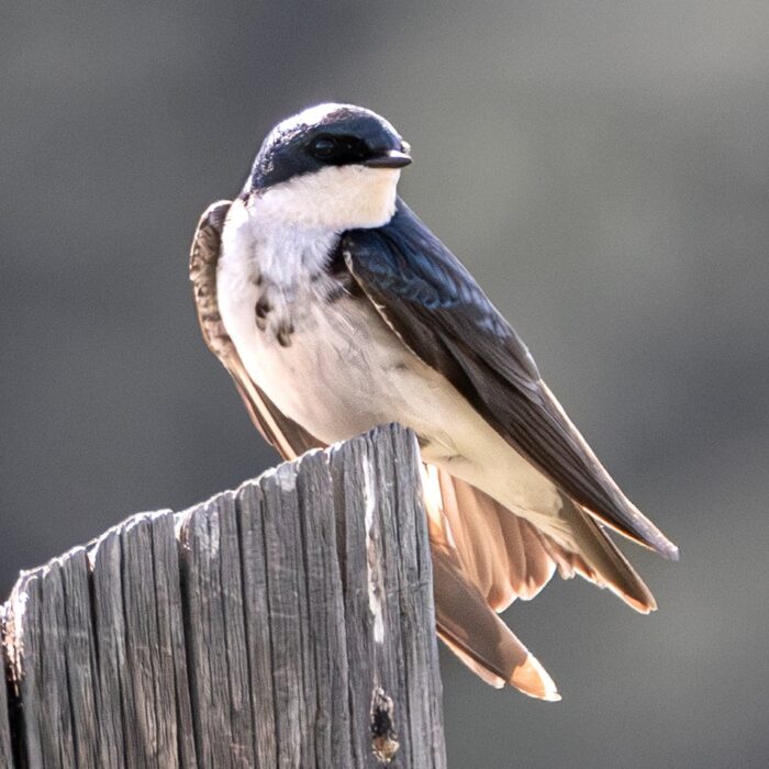 Tree Swallow New 2