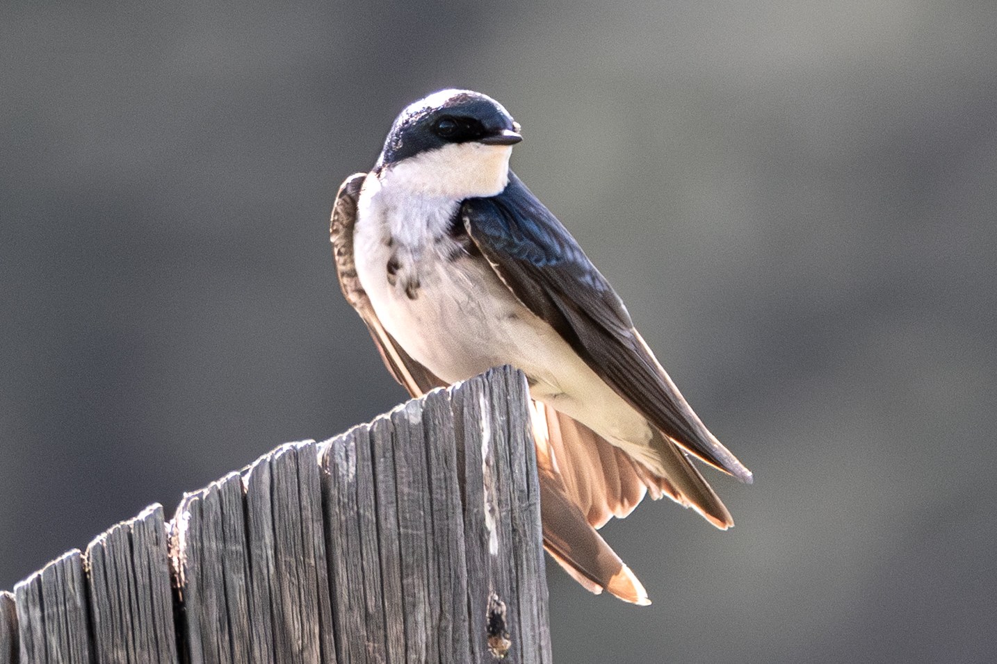 Tree Swallow New 2