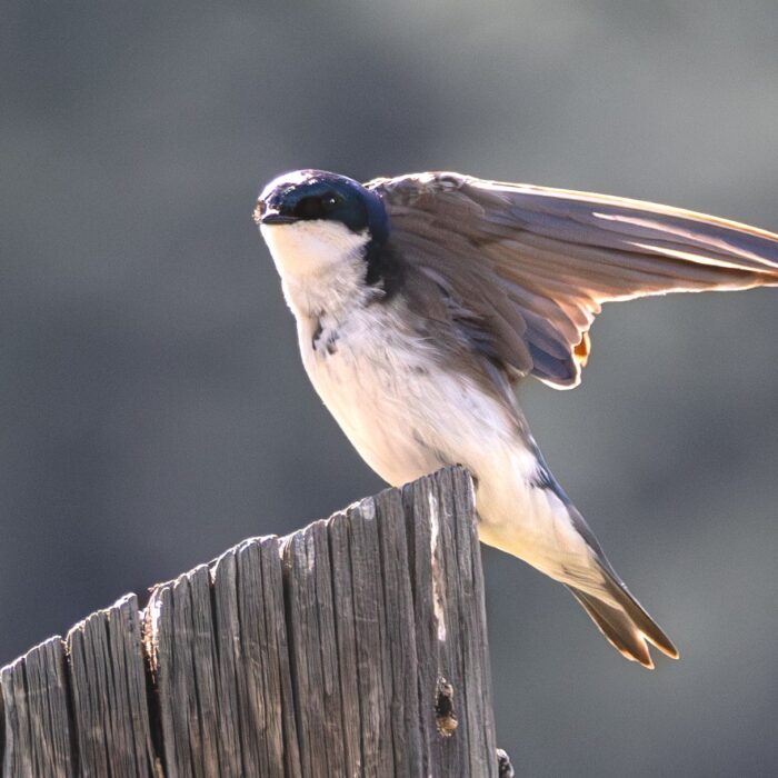Tree Swallow New New