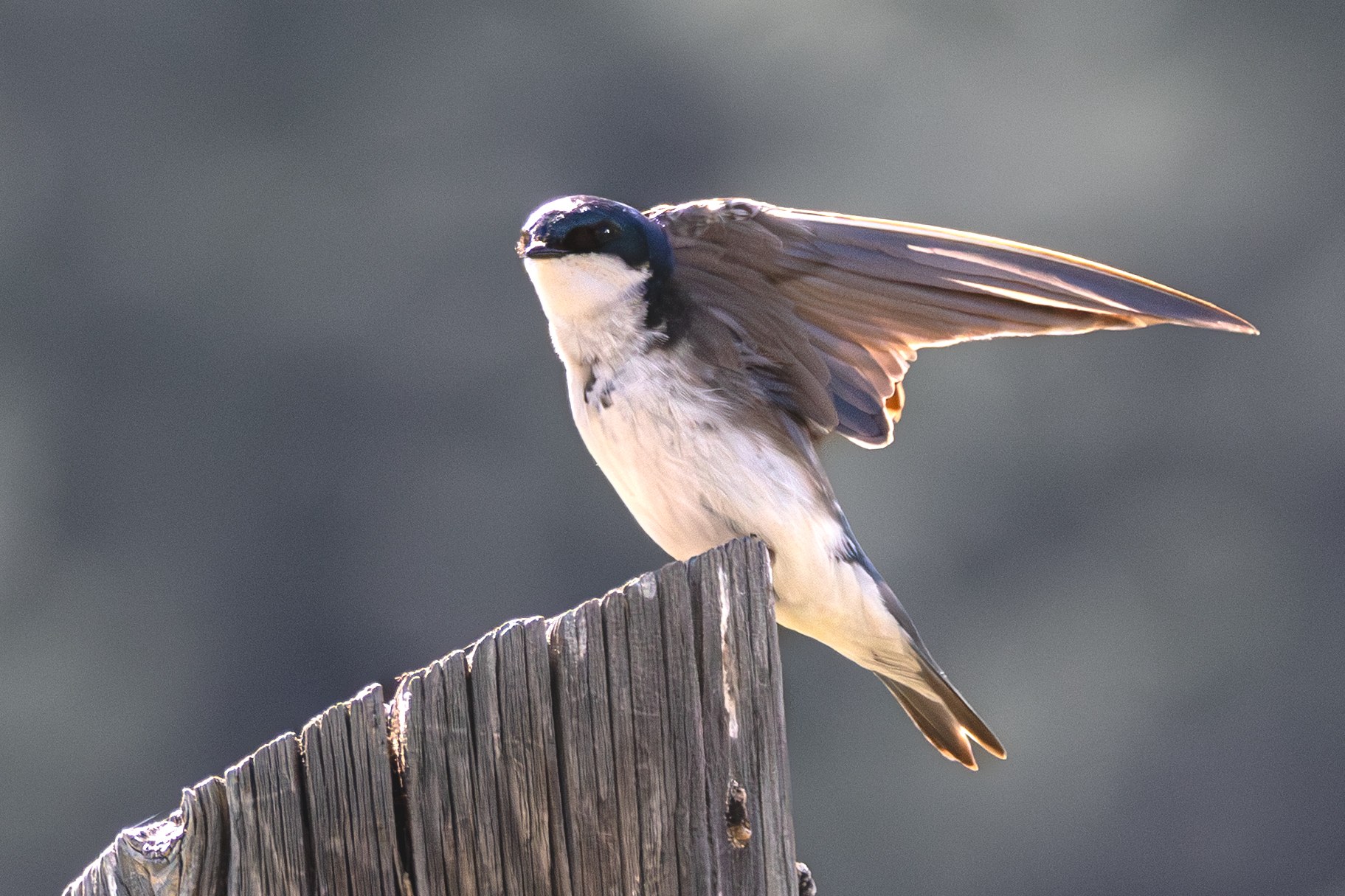 Tree Swallow New New