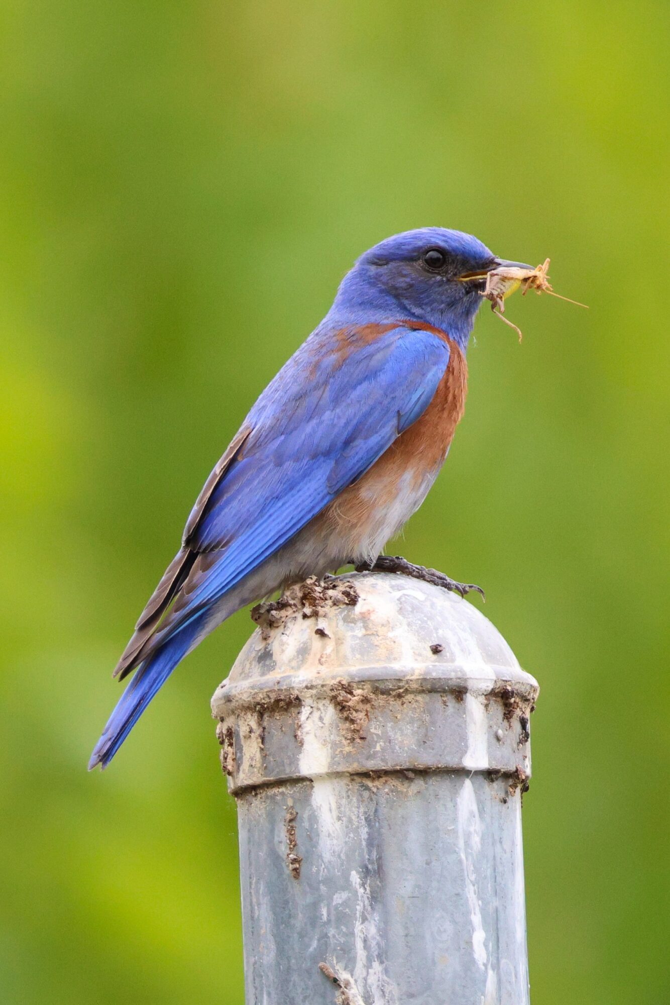 Western Bluebird Bug