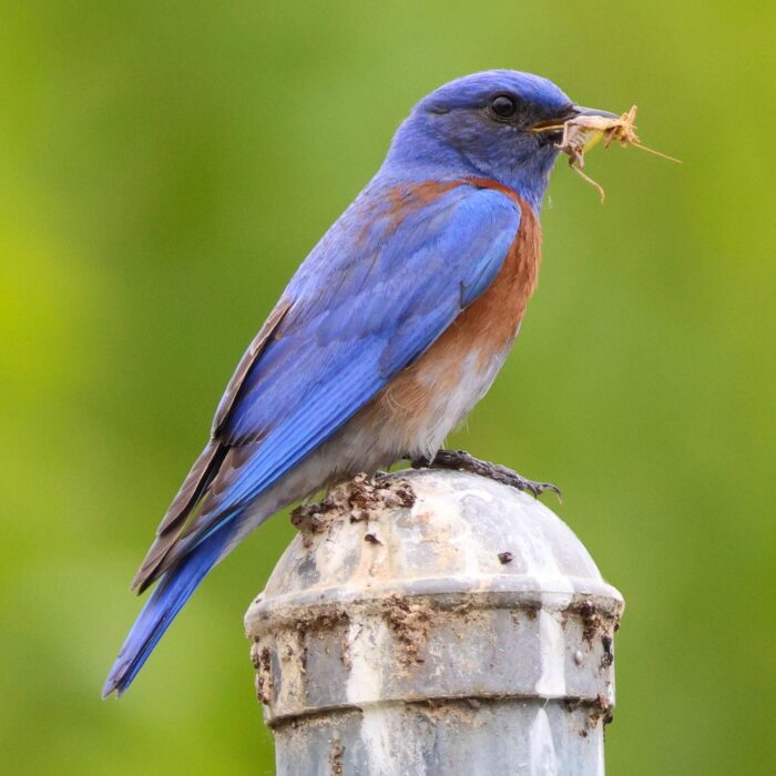 Western Bluebird Bug