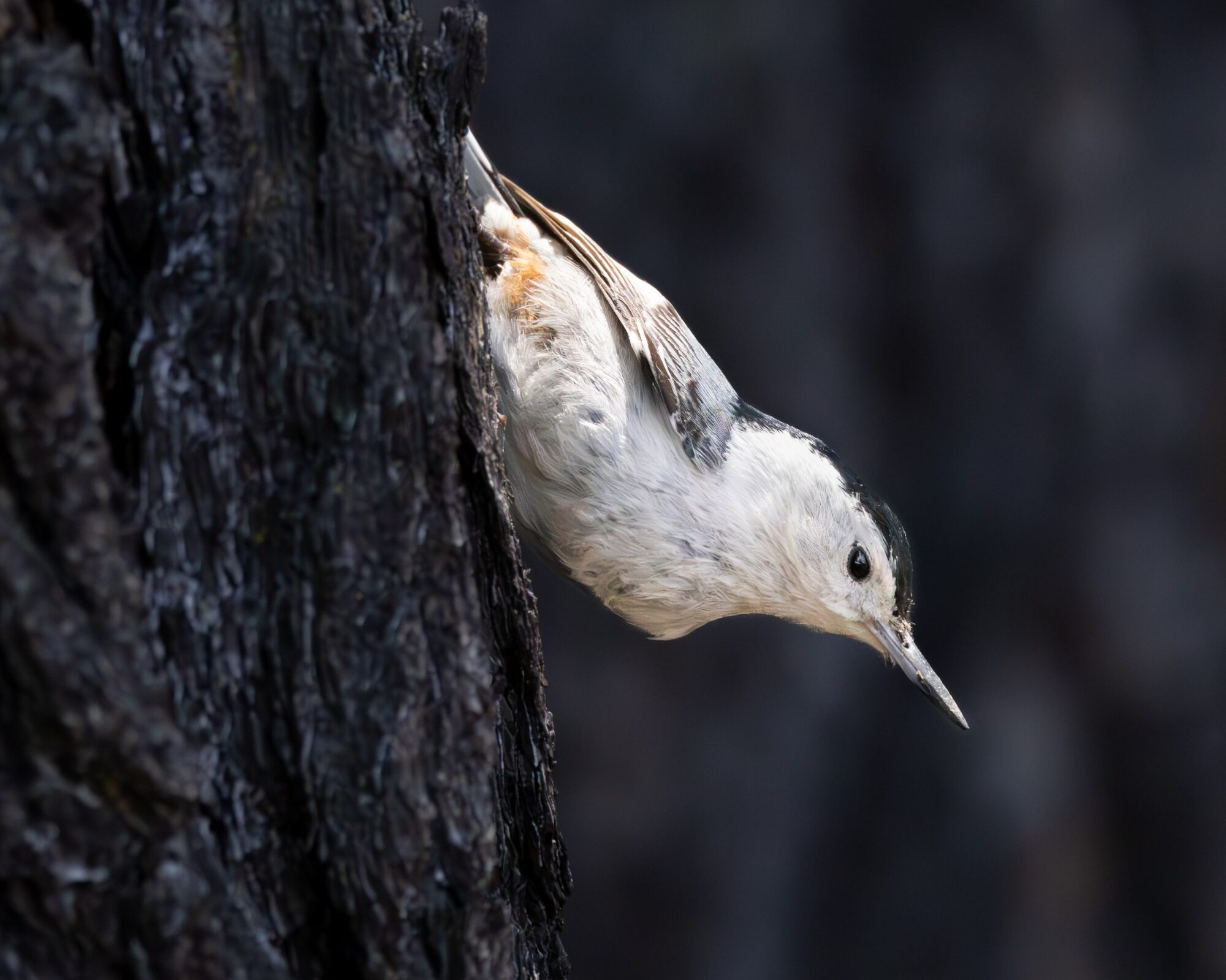 White Chested Nuthatch