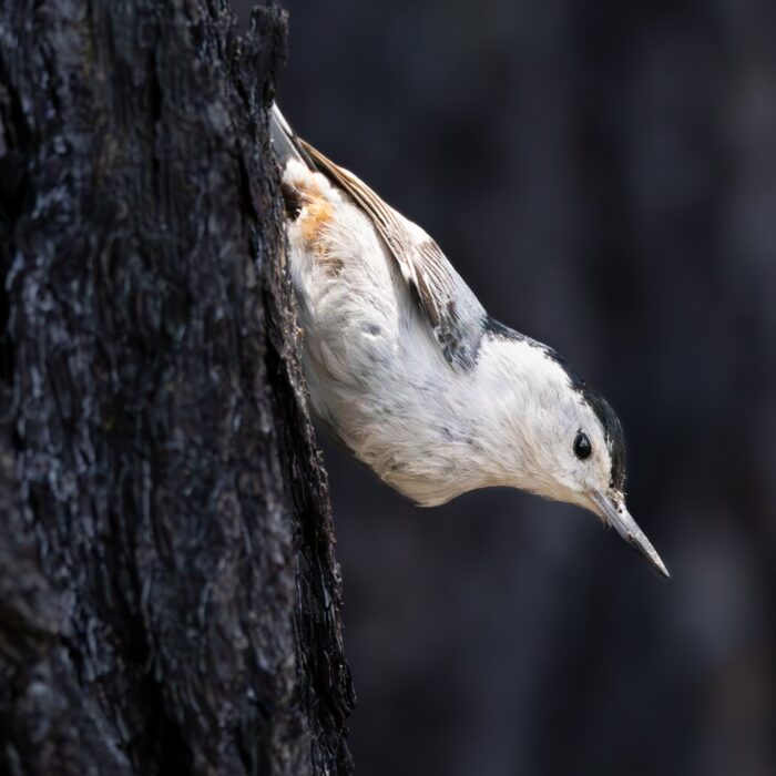 White Chested Nuthatch