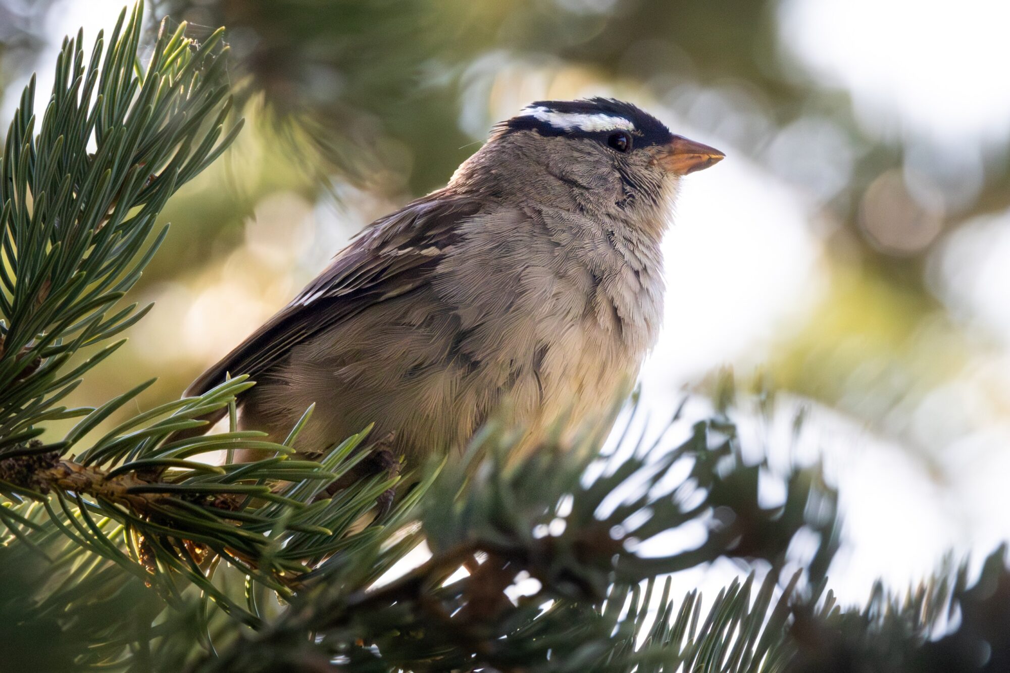 White Crowned Sparrow
