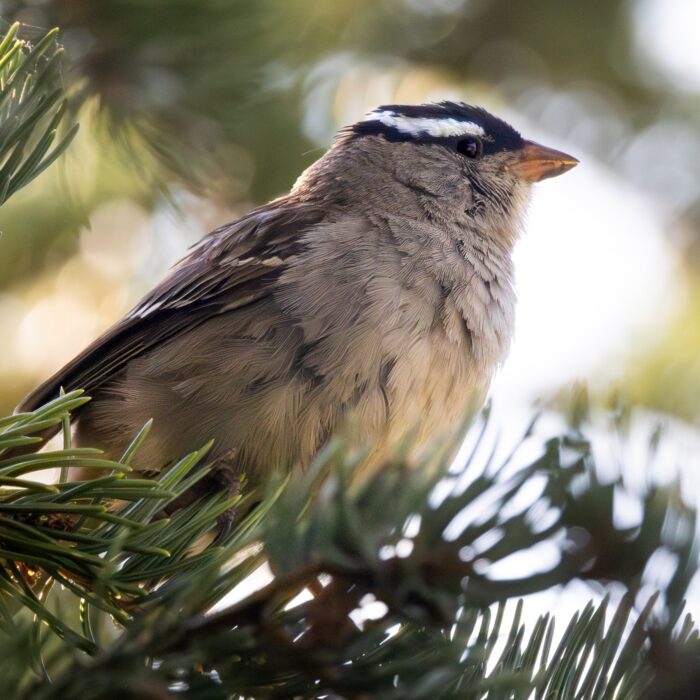 White Crowned Sparrow