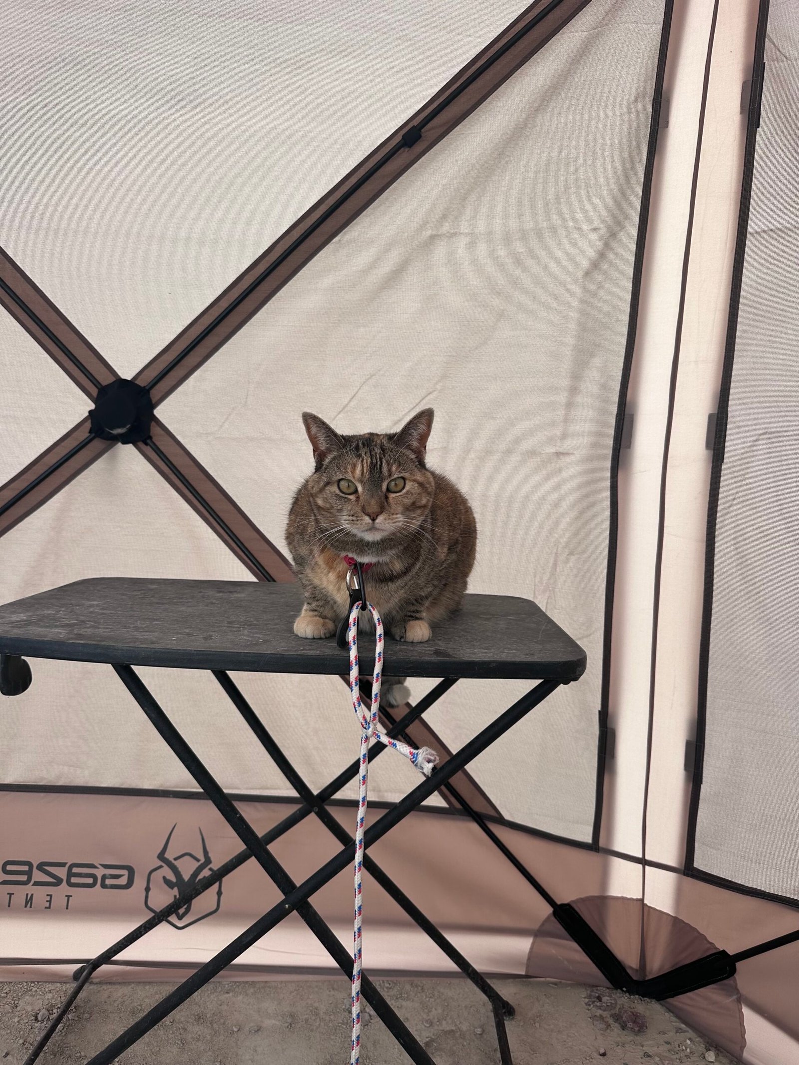 How to Keep a Cat From Running Away on the Road: Leash Training, Trackers, and the Routine That Brings Them Home