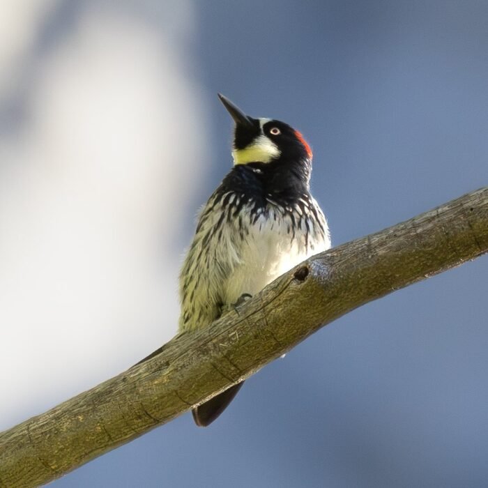 An acorn woodpecker perched on a bare branch