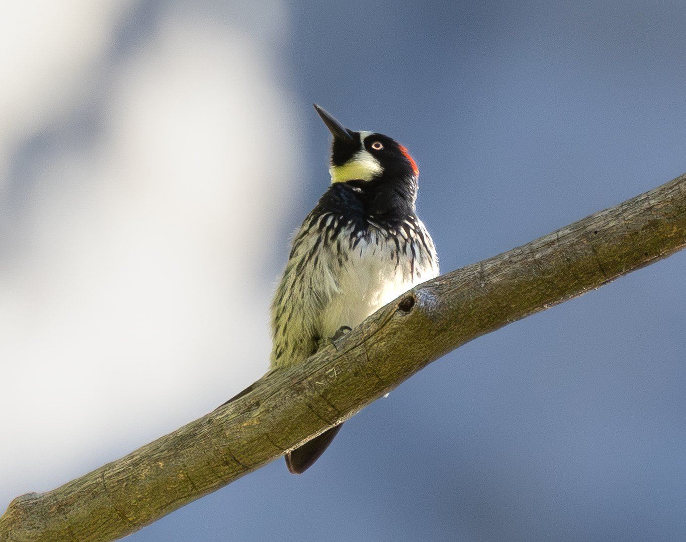An acorn woodpecker perched on a bare branch