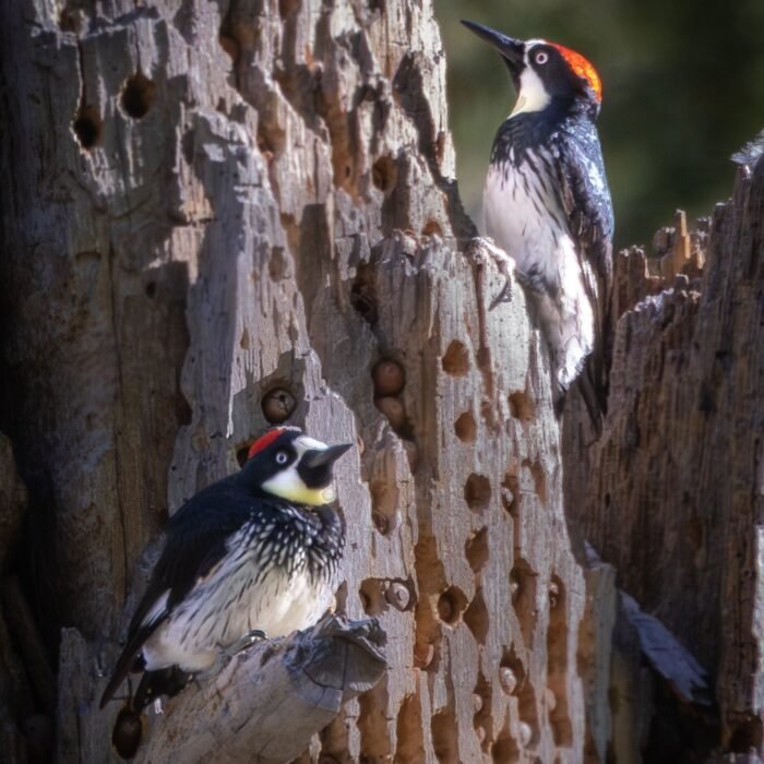 Two acorn woodpeckers on a dead tree trunk full of acorn storage holes