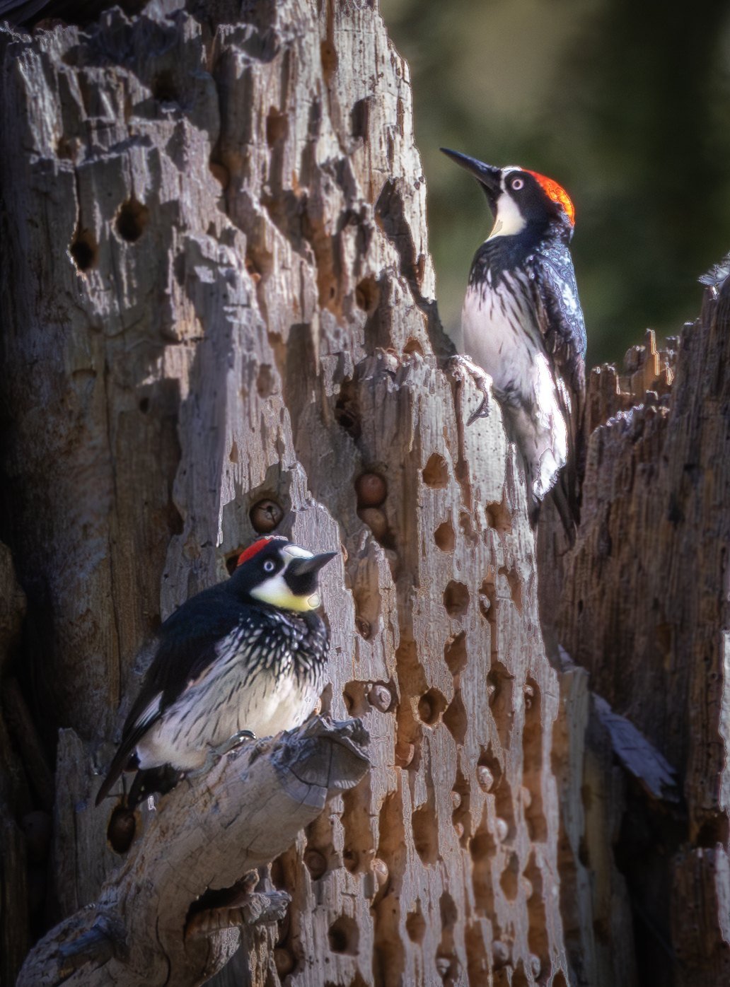 Two acorn woodpeckers on a dead tree trunk full of acorn storage holes