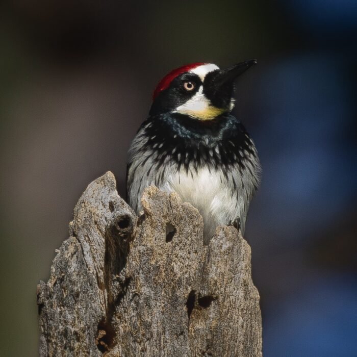 An acorn woodpecker perched on top of a weathered snag