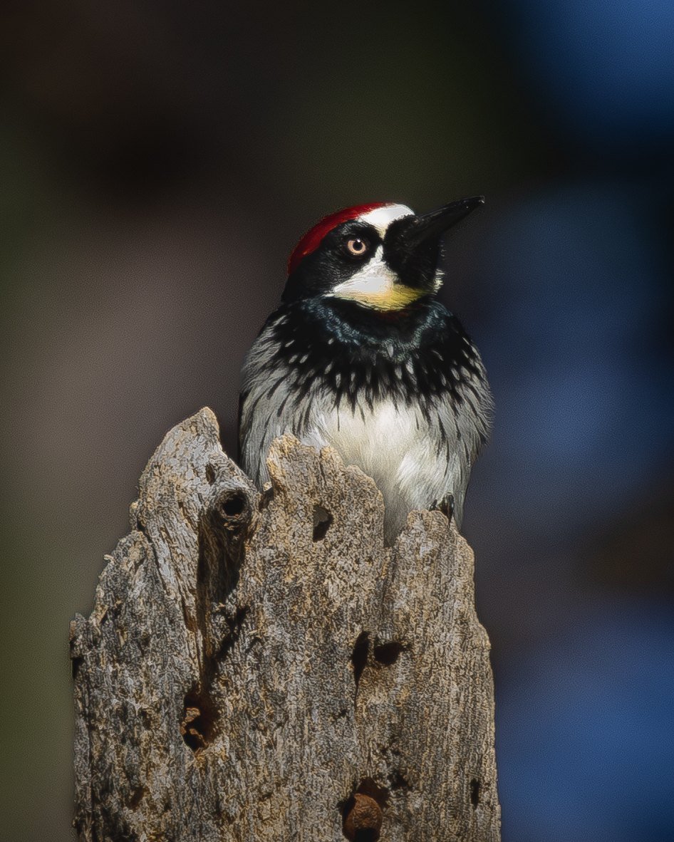 An acorn woodpecker perched on top of a weathered snag