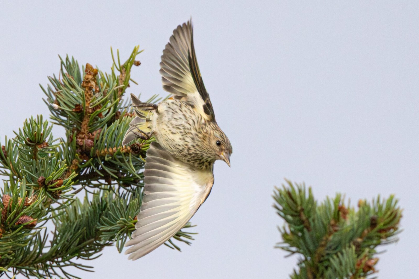 A pine siskin with its wings raised above a pine branch