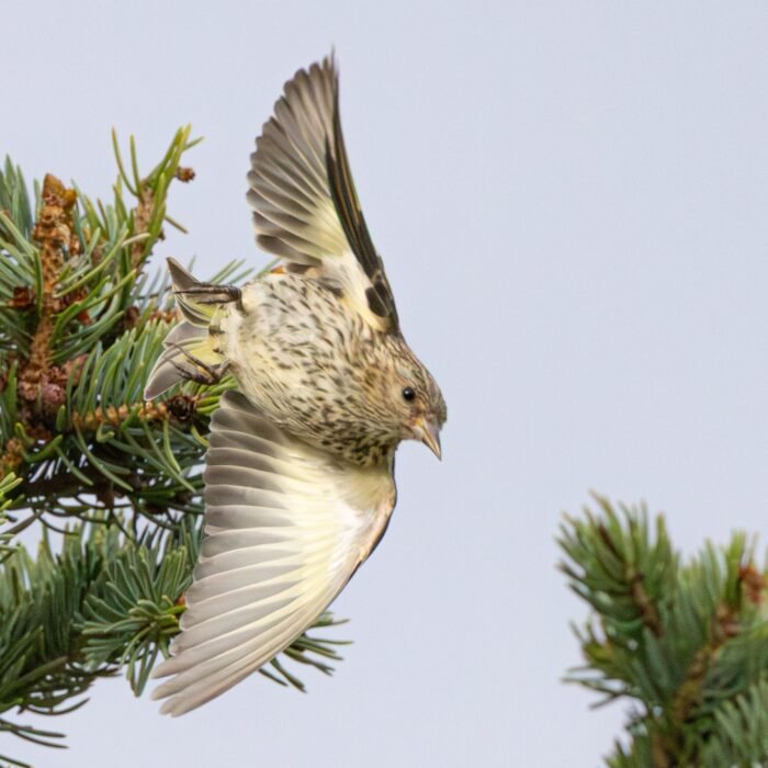 A pine siskin with its wings raised above a pine branch