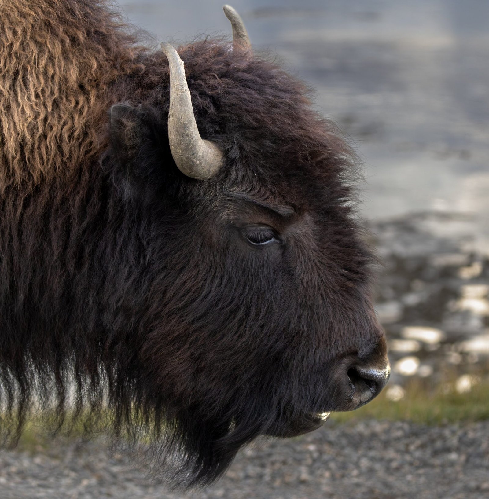 A close-up of an American bison's shaggy head and horn
