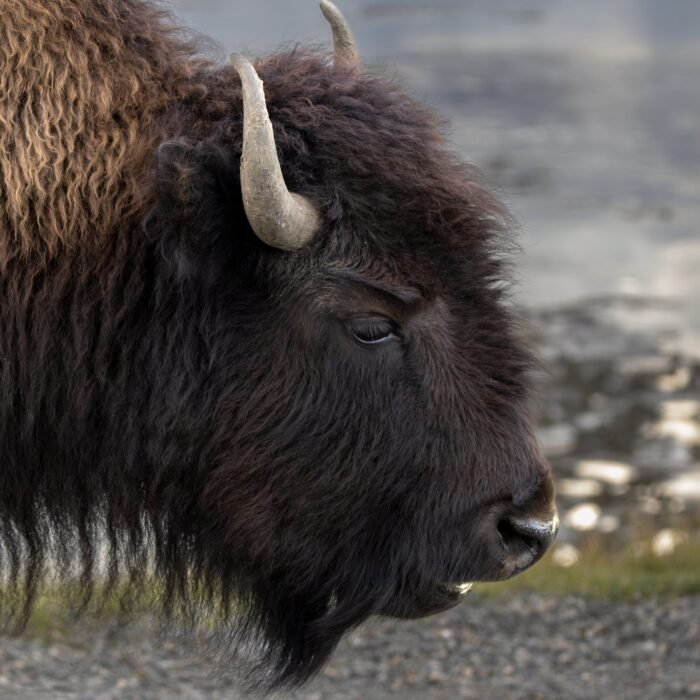 A close-up of an American bison's shaggy head and horn