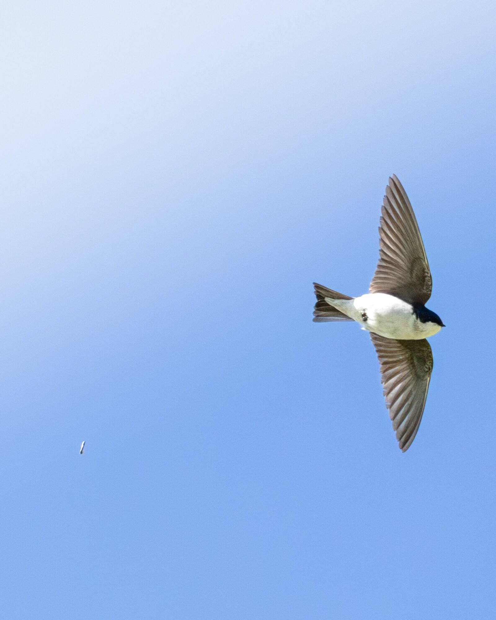 A tree swallow flying against a clear blue sky
