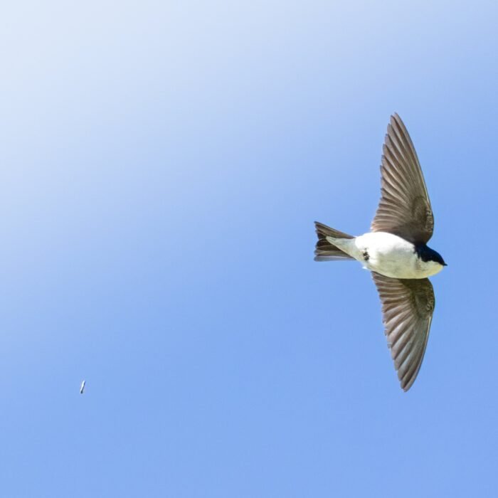 A tree swallow flying against a clear blue sky