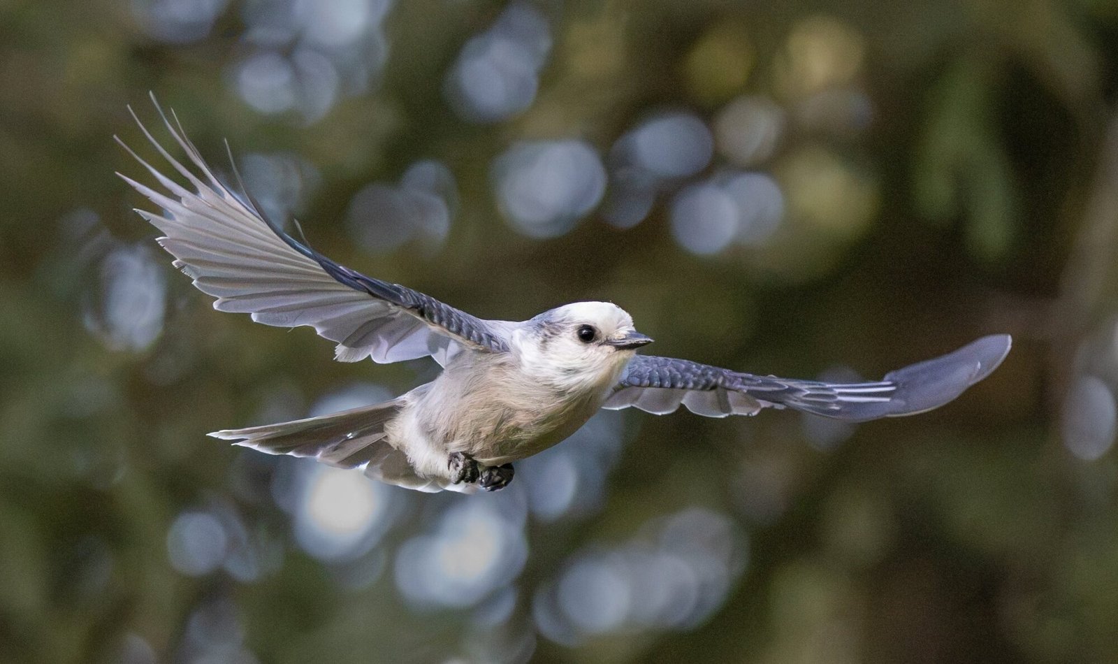 A Clark's nutcracker flying with its wings spread among pine trees