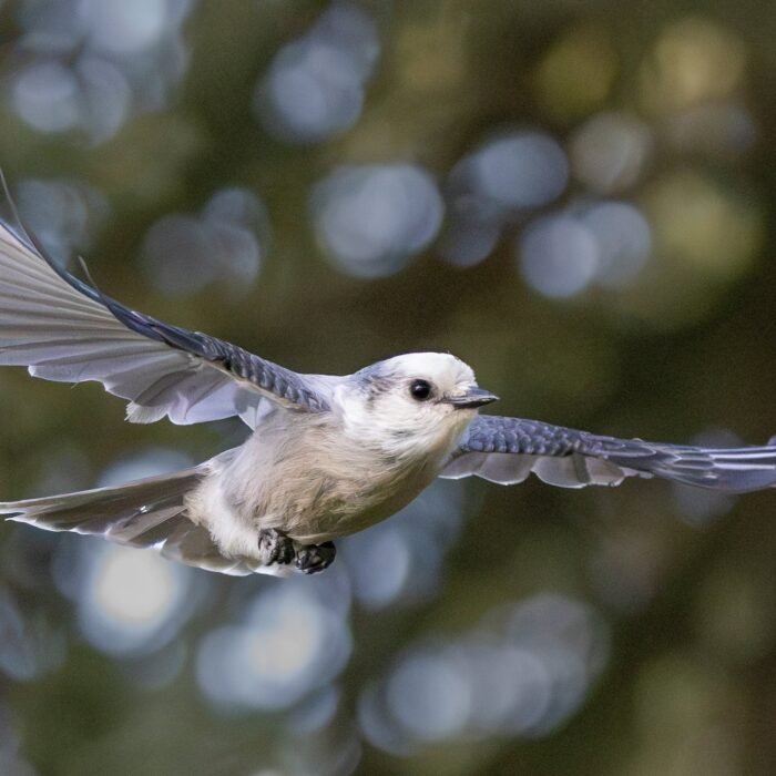 A Clark's nutcracker flying with its wings spread among pine trees