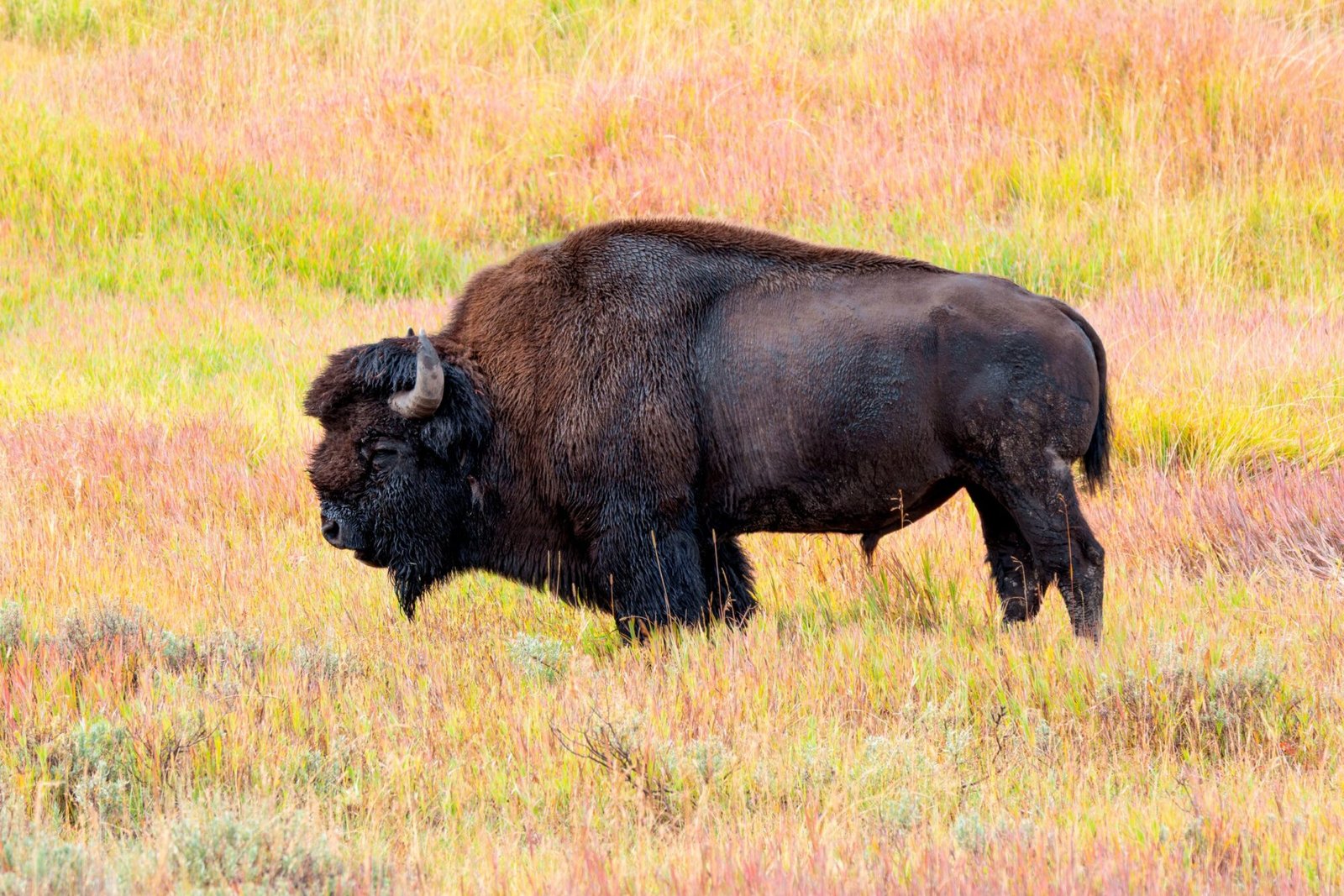 An American bison standing in colorful autumn grass