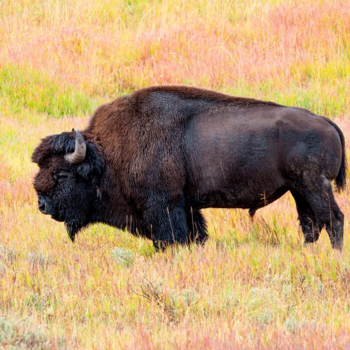 An American bison standing in colorful autumn grass