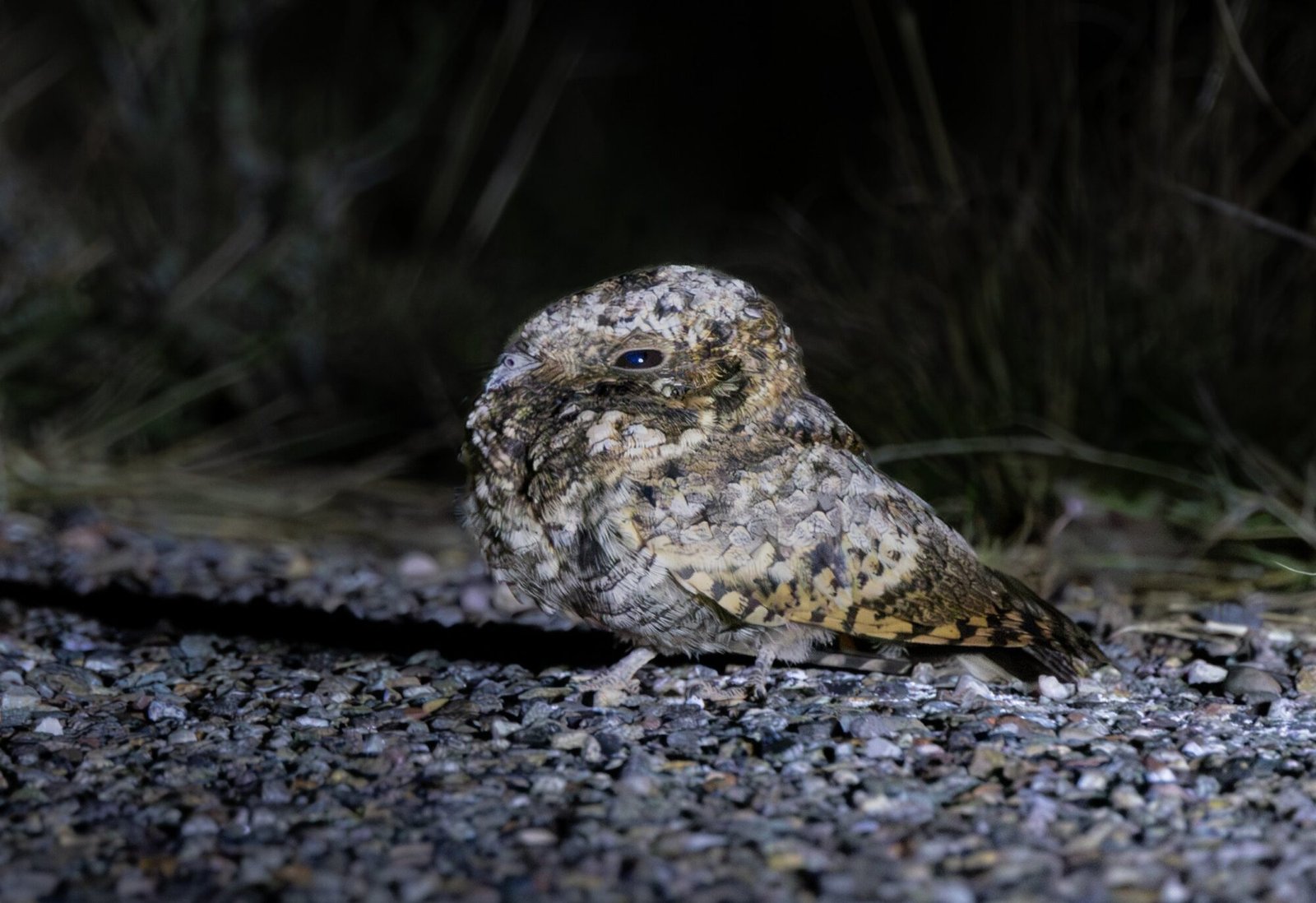 A common poorwill resting on a gravel road at dusk