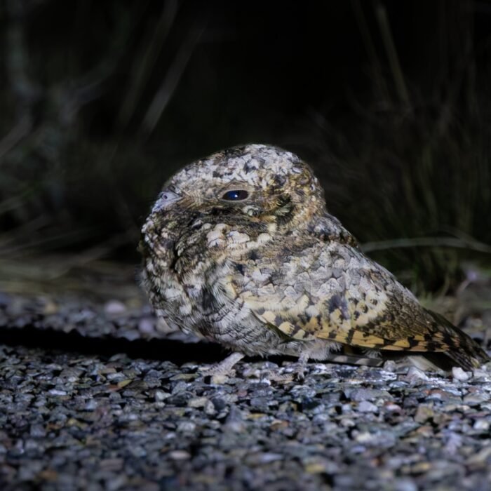 A common poorwill resting on a gravel road at dusk