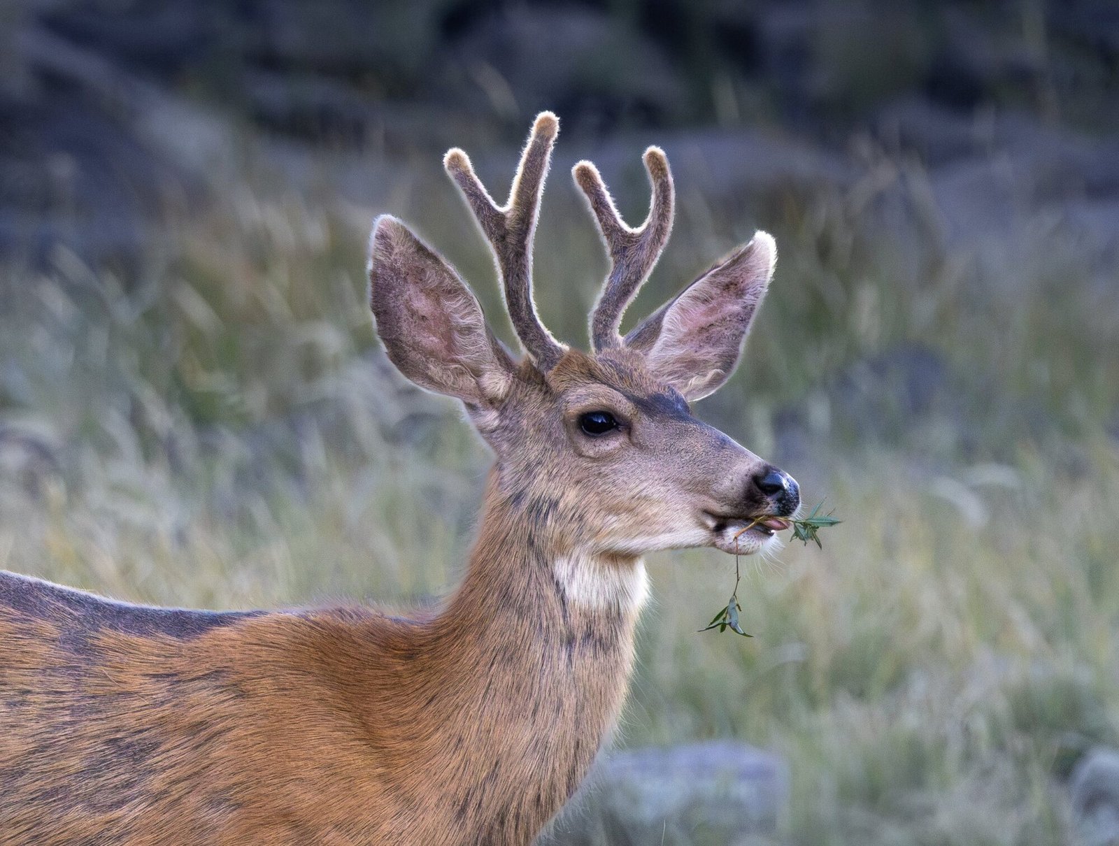 A mule deer buck with velvet antlers, holding a leaf in its mouth