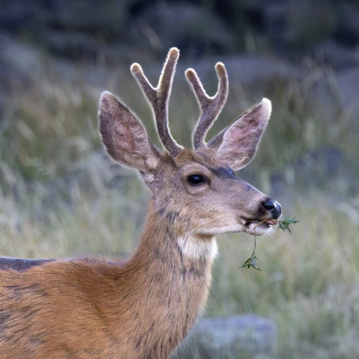A mule deer buck with velvet antlers, holding a leaf in its mouth