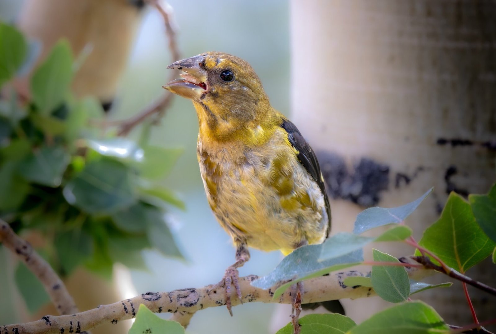 An evening grosbeak perched among aspen leaves