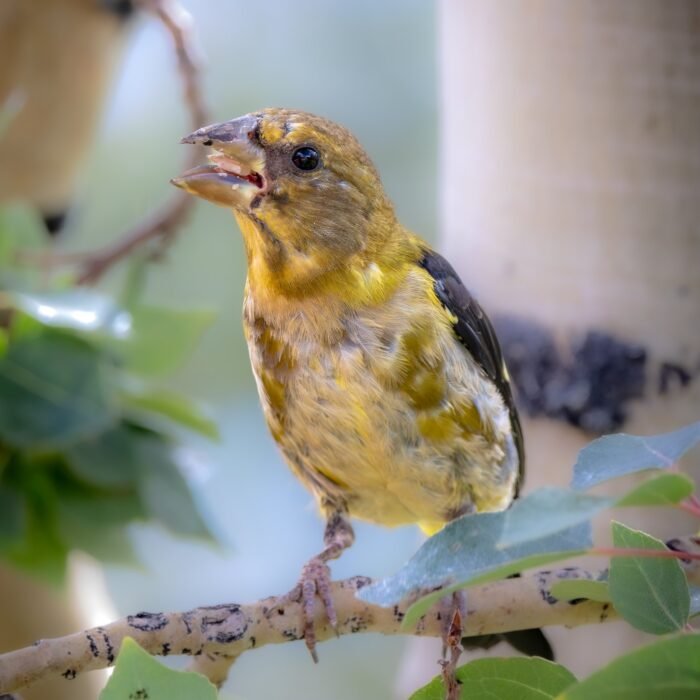 An evening grosbeak perched among aspen leaves