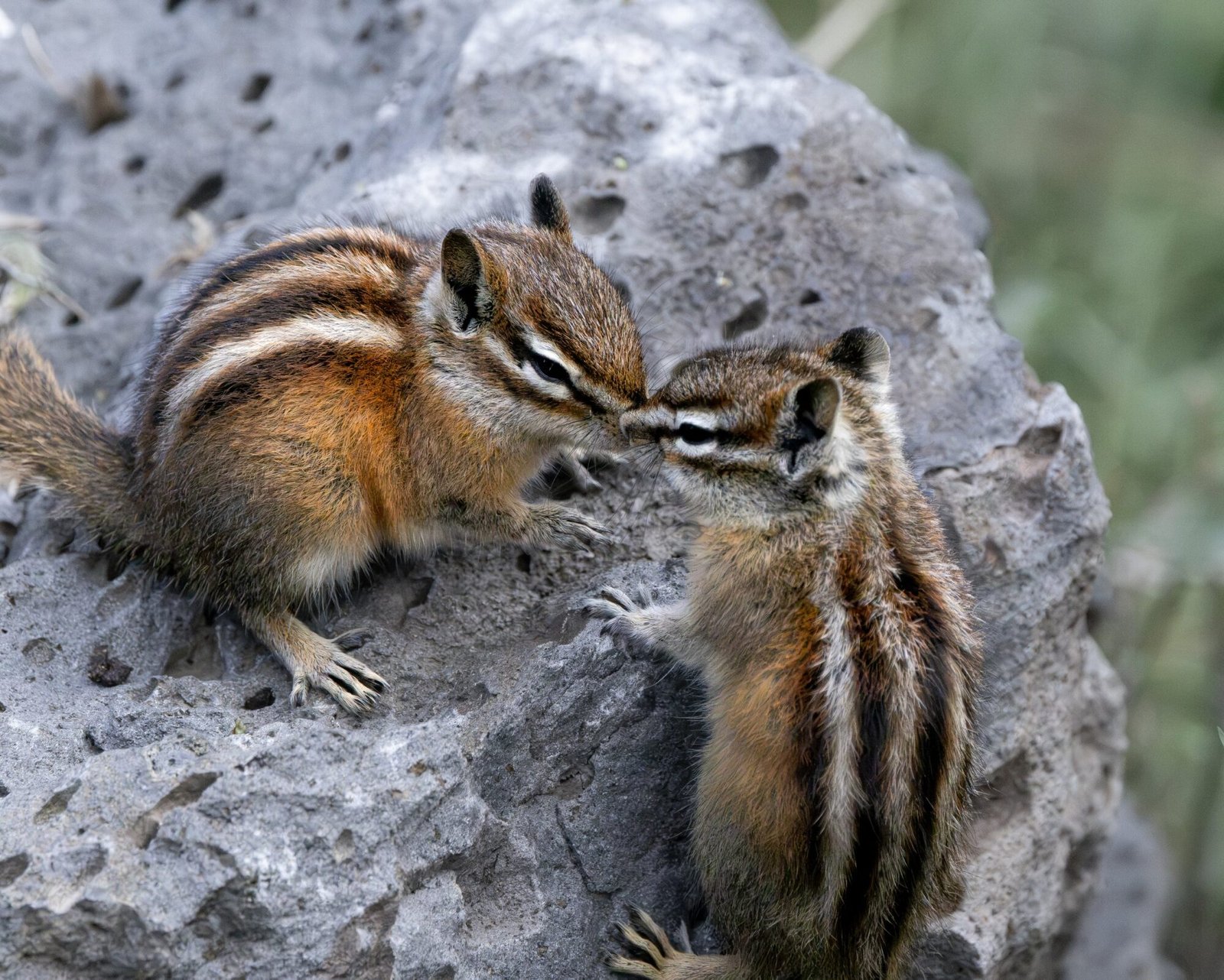 Two chipmunks touching noses on a gray rock