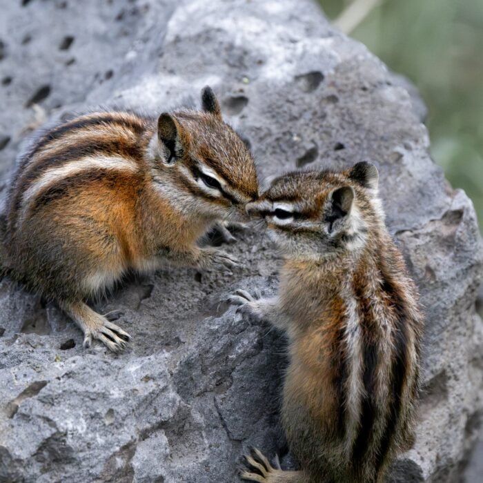 Two chipmunks touching noses on a gray rock