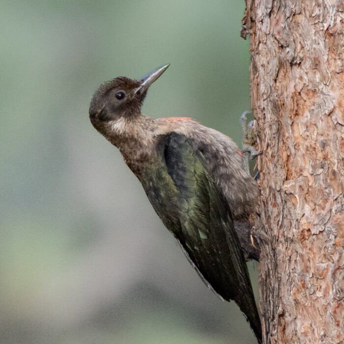 A Lewis's woodpecker clinging to the side of a pine trunk