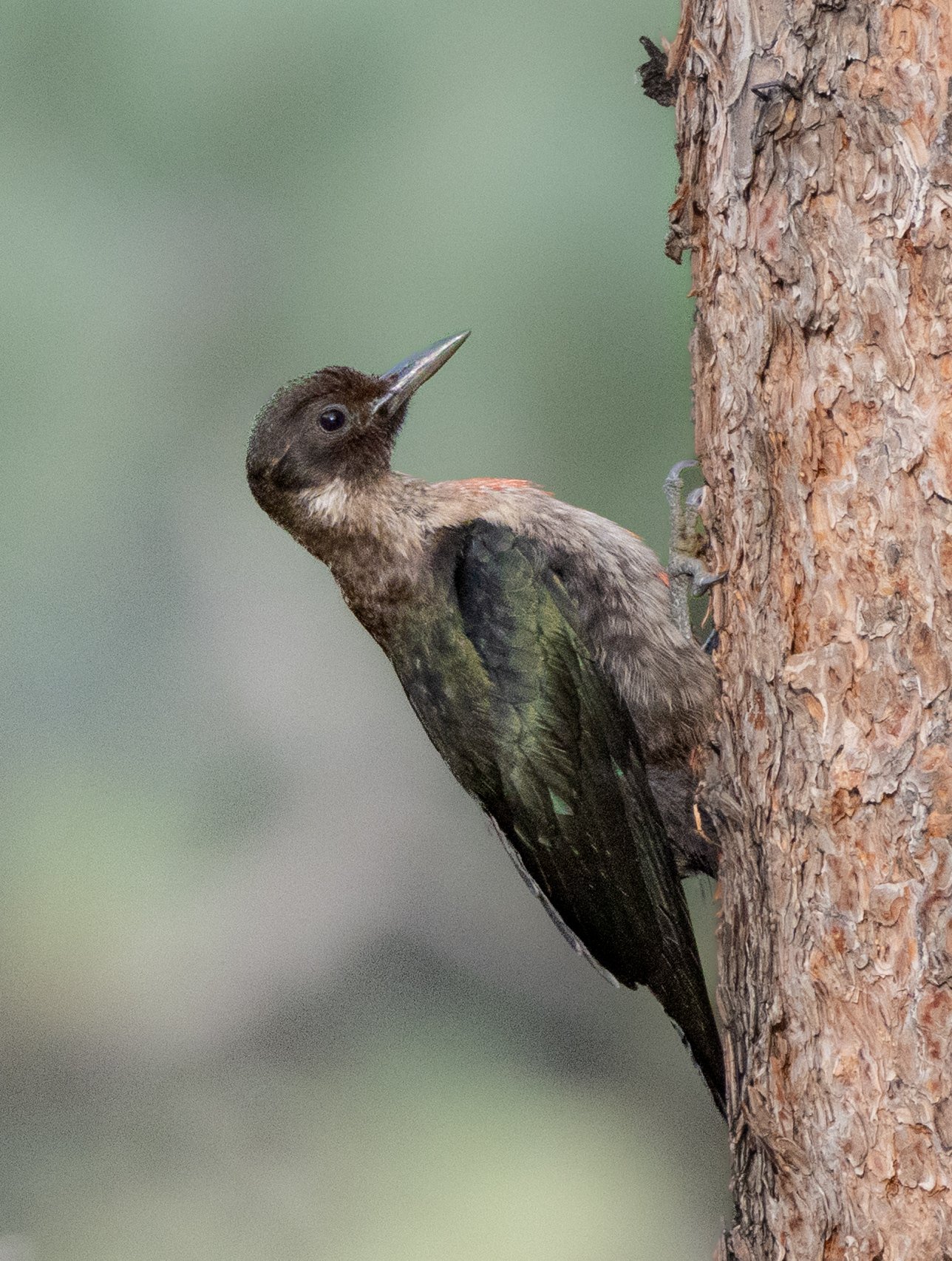 A Lewis's woodpecker clinging to the side of a pine trunk