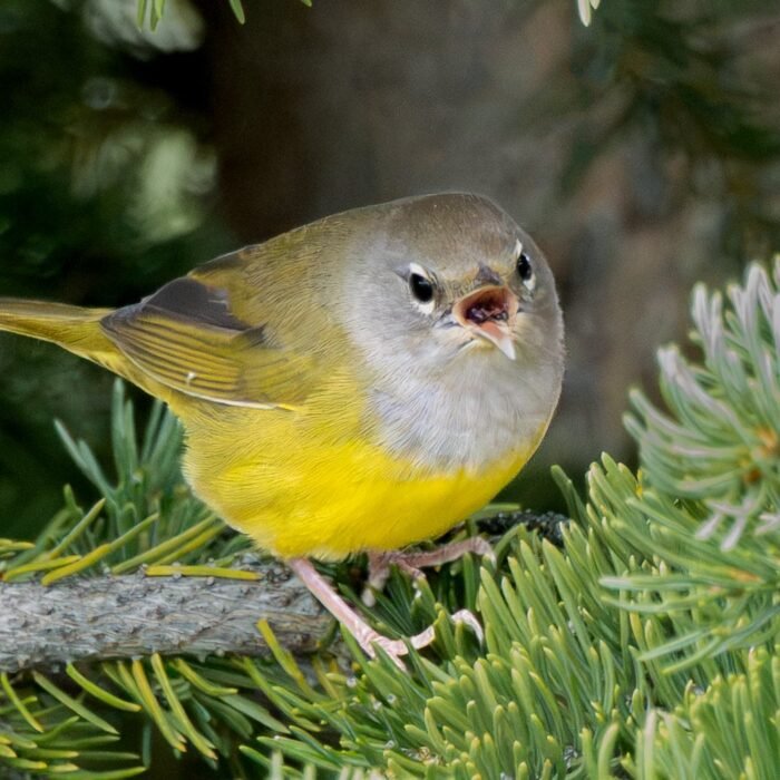 A MacGillivray's warbler with a gray hood and yellow belly perched in a conifer