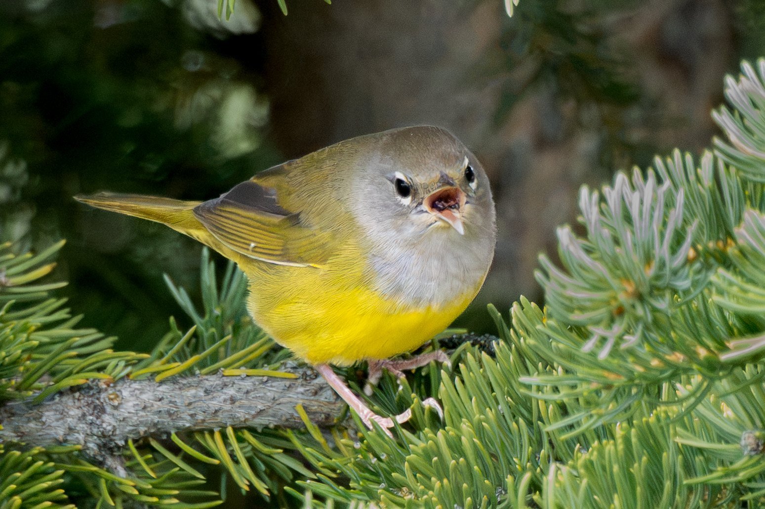 A MacGillivray's warbler with a gray hood and yellow belly perched in a conifer