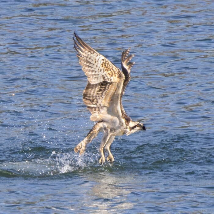 An osprey lifting off the water with its wings raised after a dive