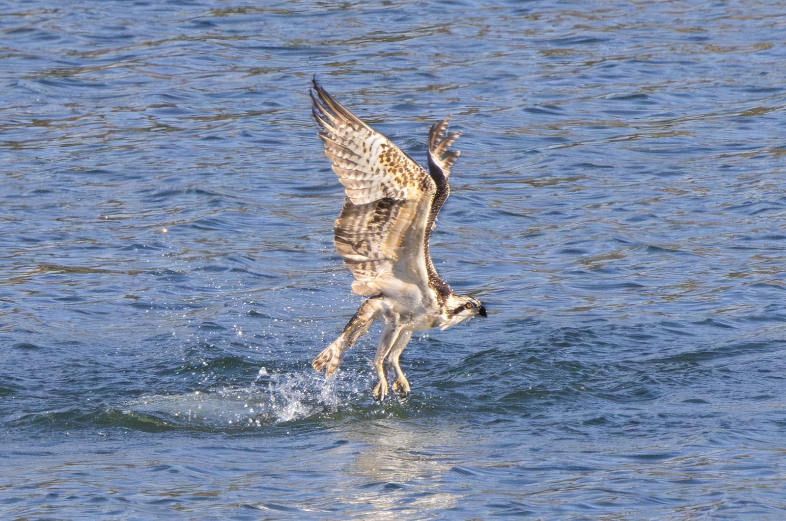 An osprey lifting off the water with its wings raised after a dive