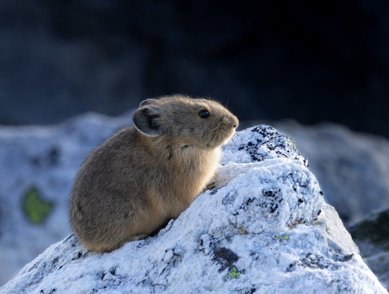 An American pika sitting on a lichen-covered rock