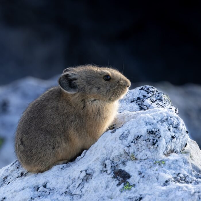An American pika sitting on a lichen-covered rock