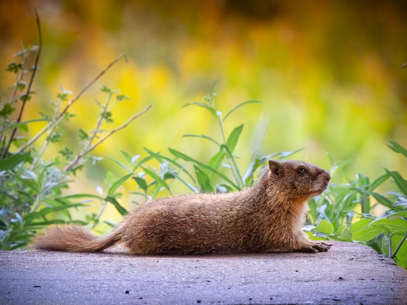 A yellow-bellied marmot stretched out on a flat rock with green plants behind it